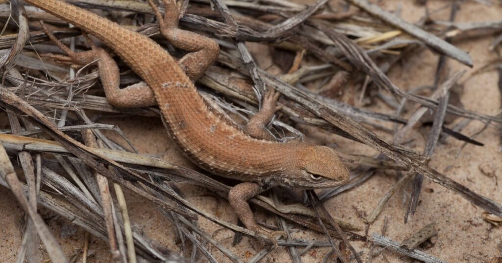 Texas lizard added to endangered species list over oil and gas industry objections