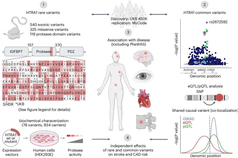 Stroke genetics: HTRA1-independent mechanisms increase risk, study shows