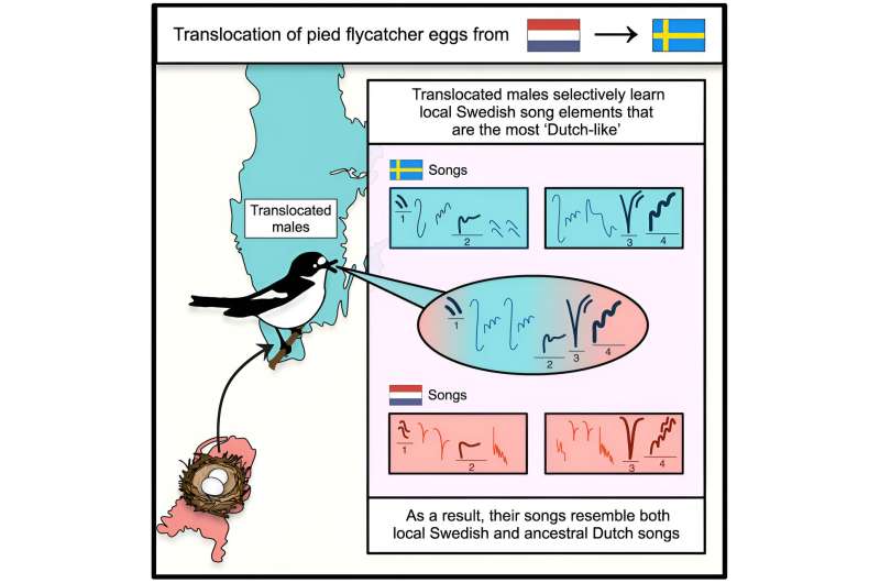 Wild birds possess genetic predispositions to learn population-specific songs