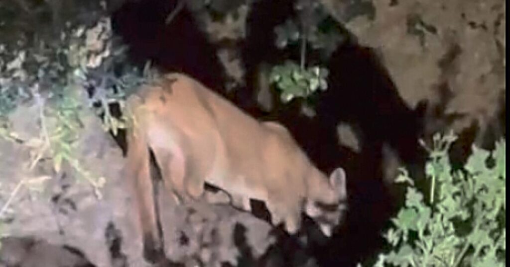 Comment: Looks like there's a new mountain lion in Griffith Park.  Let's try not to kill him